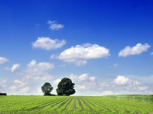 green eco living ideas